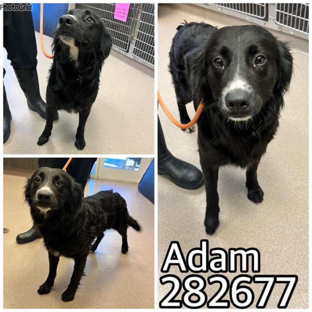 Shelter Stray Male Dog last seen ADAMS AVE, Macon, GA 31216