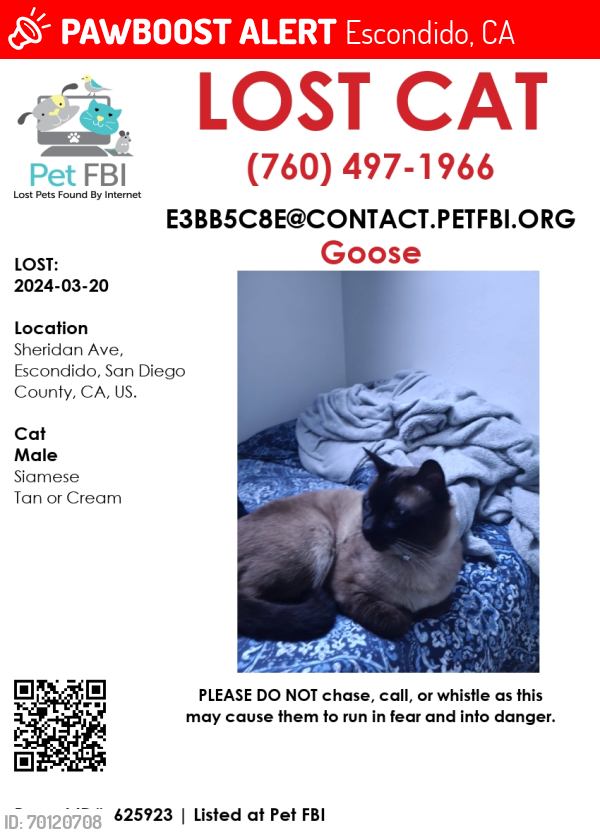Lost Male Cat last seen Sheridan Ave, Fig St, Cameo Dr., Escondido, CA 92027