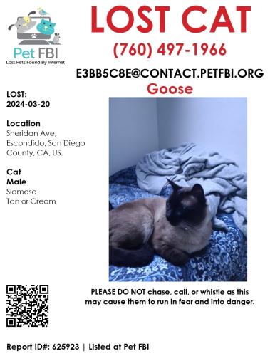 Lost Male Cat last seen Sheridan Ave, Fig St, Cameo Dr., Escondido, CA 92027