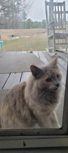 Lost Female Cat last seen Causey rd/US Hwy 1 area, Lakeview, NC 28350