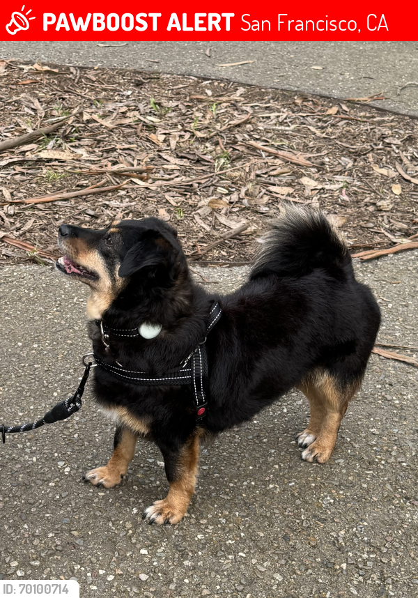 Lost Female Dog last seen Gilman Ave, Fitzgerald Ave, Hawes St , San Francisco, CA 94124