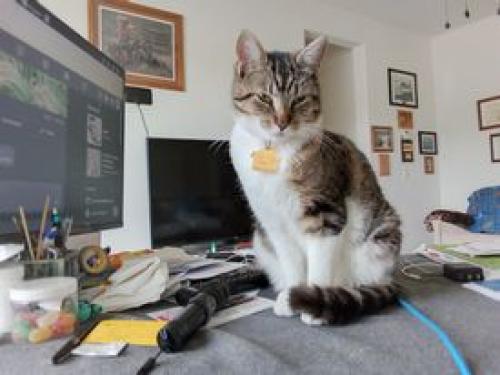 Lost Female Cat last seen Cypress Point Terrace, Valley Center, ca 92082, Valley Center, CA 92082