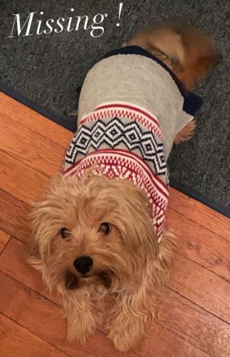 Lost Male Dog last seen Near the library , Cleveland Heights, OH 44121