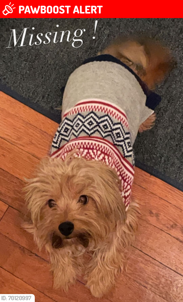Lost Male Dog last seen Near the library , Cleveland Heights, OH 44121