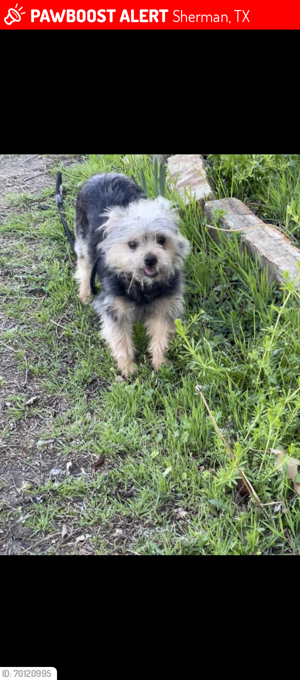 Lost Female Dog last seen N Grand Ave and E Chaffin st , Sherman, TX 75090