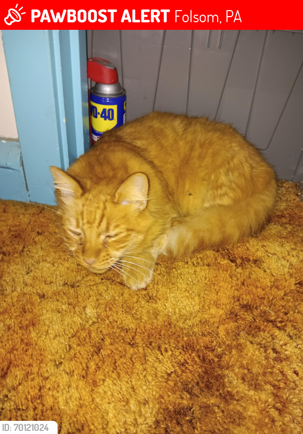 Lost Male Cat last seen Swarthmore Avenue  and Rt 420, Folsom, PA 19033