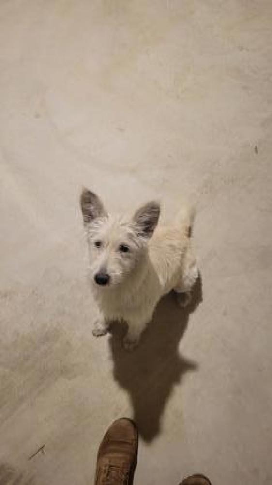 Shelter Stray Male Dog last seen San Antonio, TX 78221, San Antonio, TX 78229