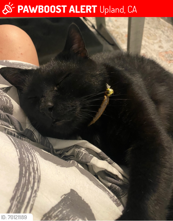 Lost Male Cat last seen 7th St and San Antonio Ave, Upland, CA 91786