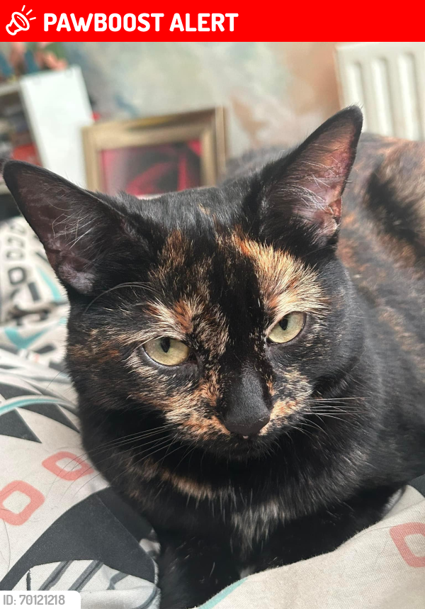 Lost Female Cat last seen OL12 9DZ, Greater Manchester, England OL12