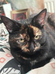 Lost Female Cat last seen OL12 9DZ, Greater Manchester, England OL12