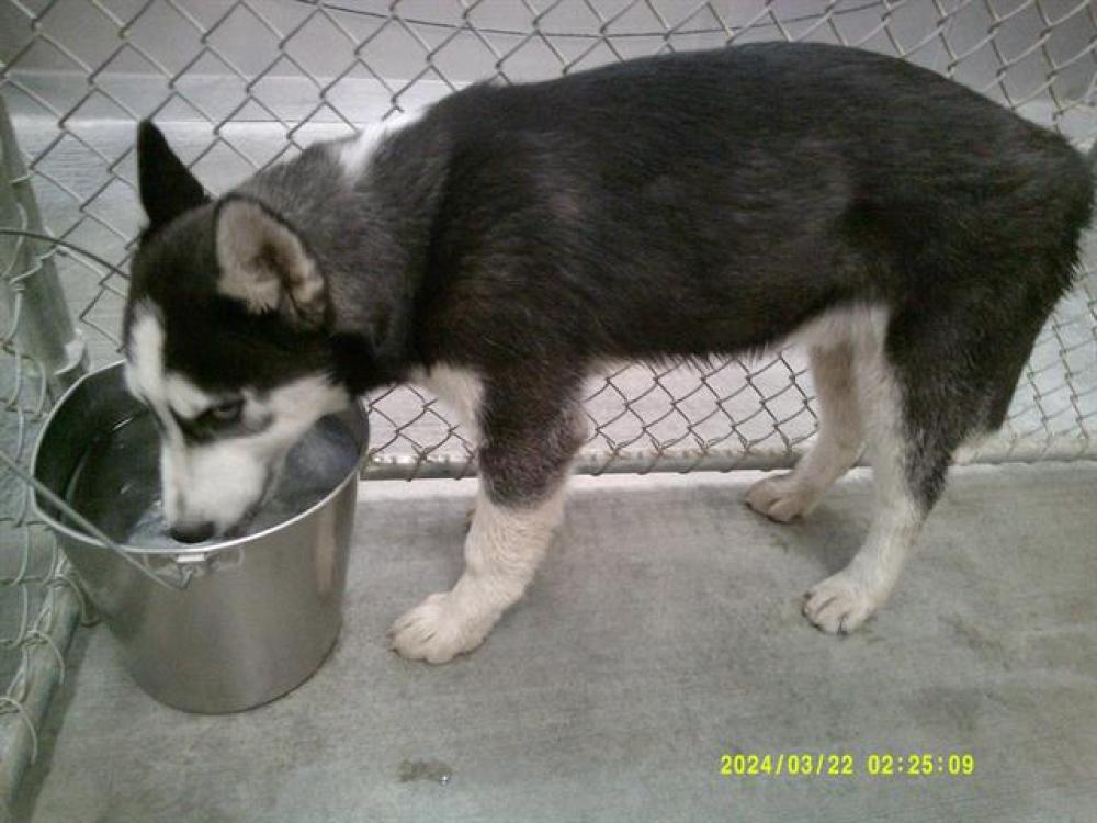 Shelter Stray Male Dog last seen Near BLOCK CALIENTE CREEK RD CALIENTE, Lake Isabella, CA 93240
