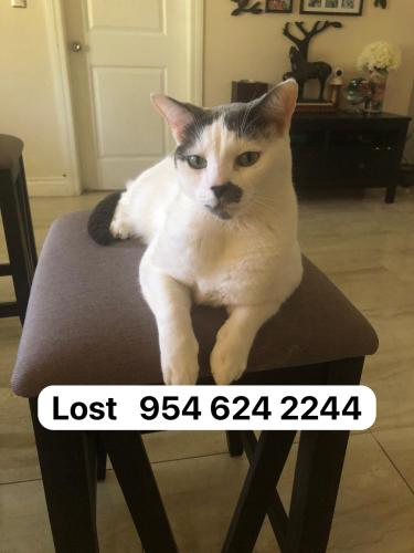 Lost Male Cat last seen Near N 70th Av Hollywood 33024, Hollywood, FL 33024