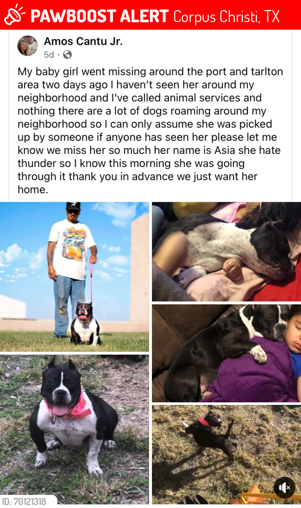 Lost Female Dog last seen Port/Tarlton Area, Corpus Christi, TX 78401