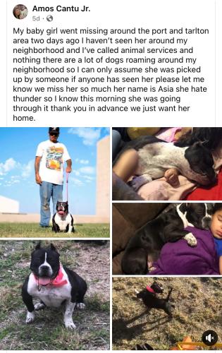 Lost Female Dog last seen Port/Tarlton Area, Corpus Christi, TX 78401