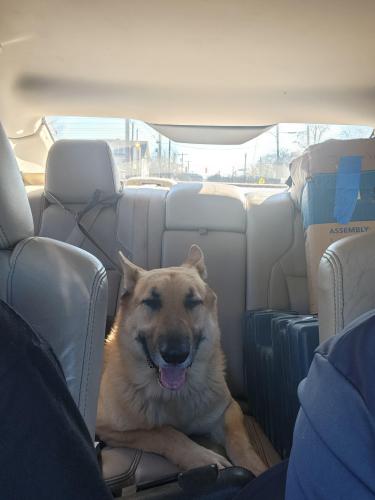 Lost Male Dog last seen Roslyn and frio, San Antonio, TX 78204