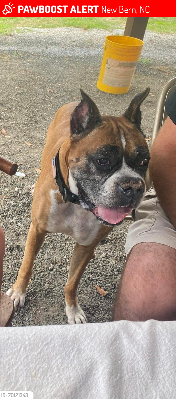 Lost Male Dog last seen Van Meredith Rd, New Bern, NC 28562