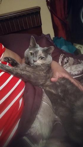 Lost Female Cat last seen Renalt Rd , Atlanta, GA 30354