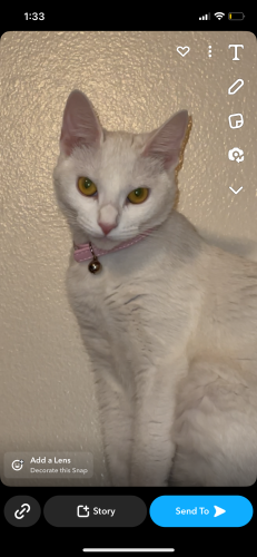 Lost Female Cat last seen old alice rd , Brownsville, TX 78521
