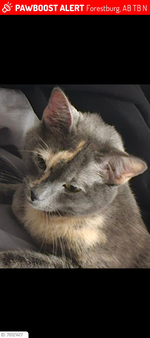Lost Female Cat last seen Fas gas forestburg alberta , Forestburg, AB T0B 1N0