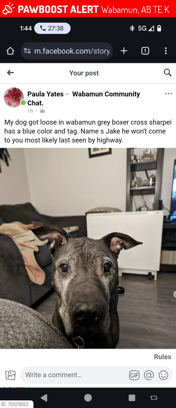 Lost Male Dog last seen Highway 16, wabamun, Wabamun, AB T0E 2K0