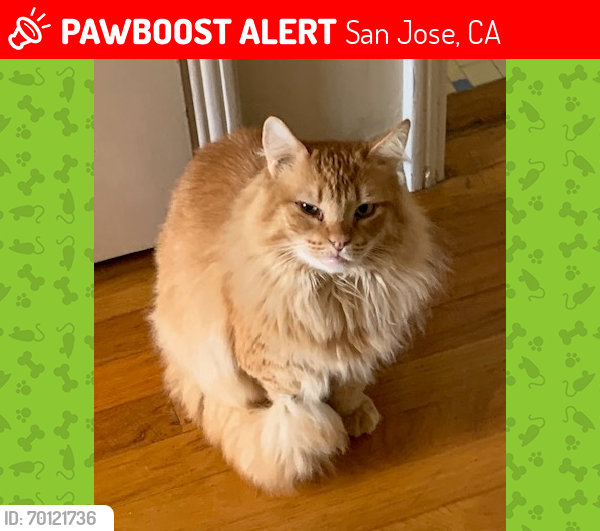Lost Male Cat last seen Flagg Ave close to  Elliott, San Jose, CA 95128