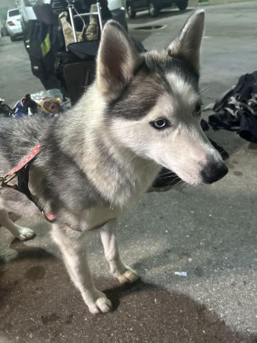 Lost Female Dog last seen Oakland Park , Oakland Park, FL 33334