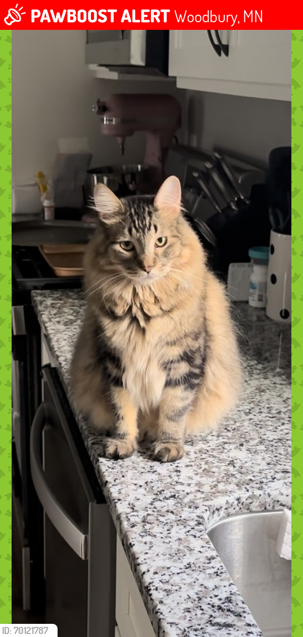 Lost Male Cat last seen Stagecoach and Brookview Dr., Woodbury, MN 55129