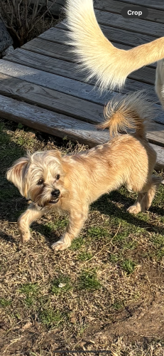 Lost Male Dog last seen University parks , Waco, TX 76706