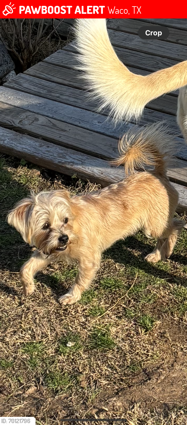 Lost Male Dog last seen University parks , Waco, TX 76706