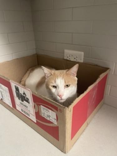 Lost Male Cat last seen park drive mountain to pa 18707, Mountain Top, PA 18707