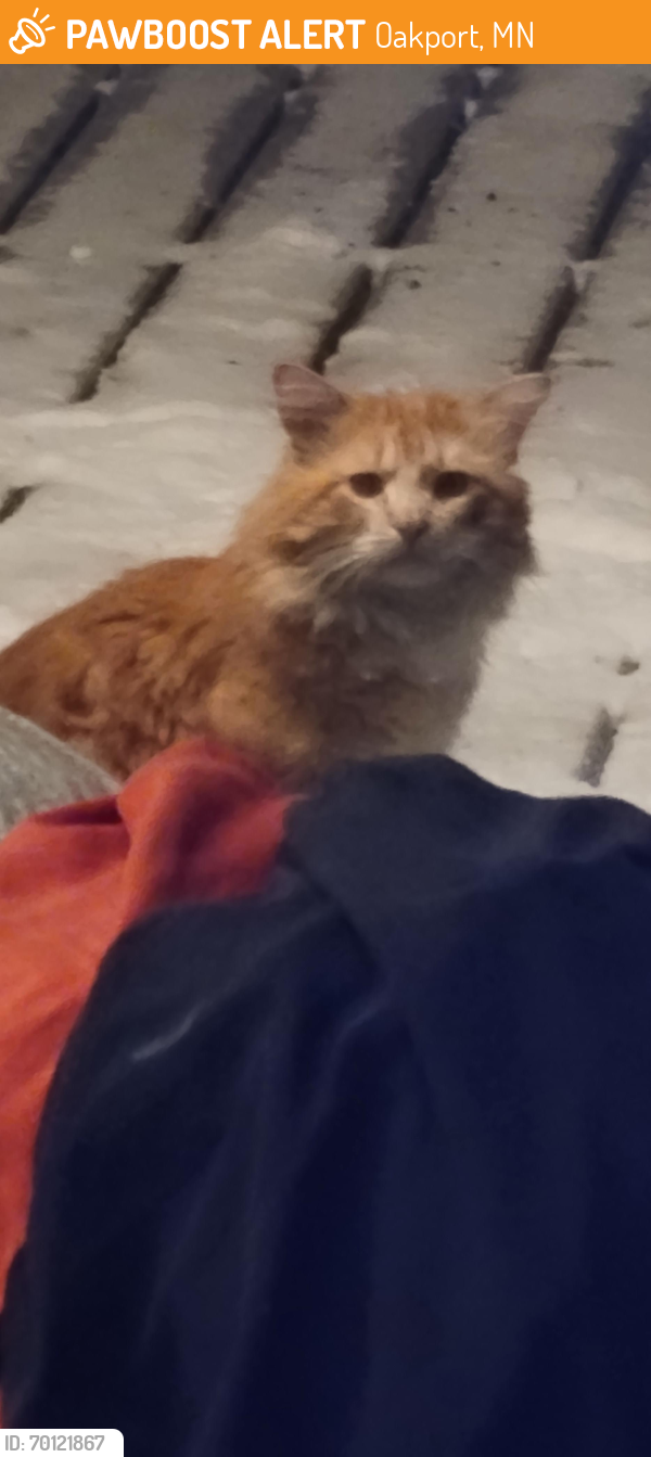 Found/Stray Unknown Cat last seen Elm street and 11th Ave S Moorhead, MN, Oakport, MN 56560
