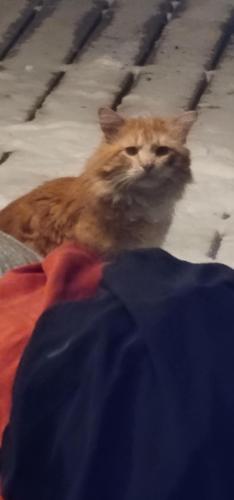 Found/Stray Unknown Cat last seen Elm street and 11th Ave S Moorhead, MN, Oakport, MN 56560