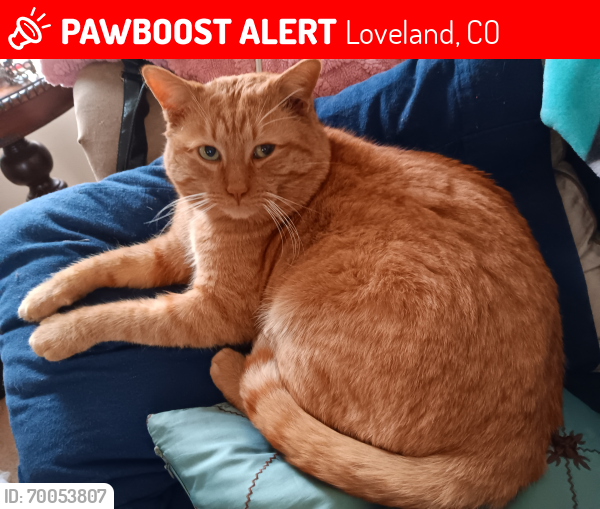 Lost Male Cat last seen Loveland co 37th st, Loveland, CO 80537
