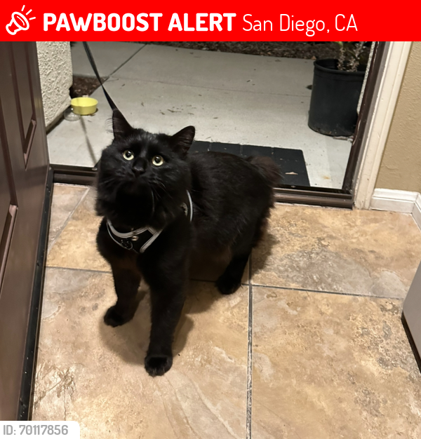 Lost Male Cat last seen Miro circle, San Diego, CA 92131