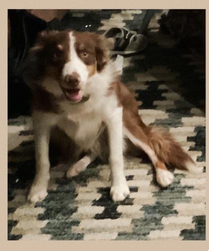 Lost Female Dog last seen Goldfinch Court and Crested Hill, Pueblo, CO 81008
