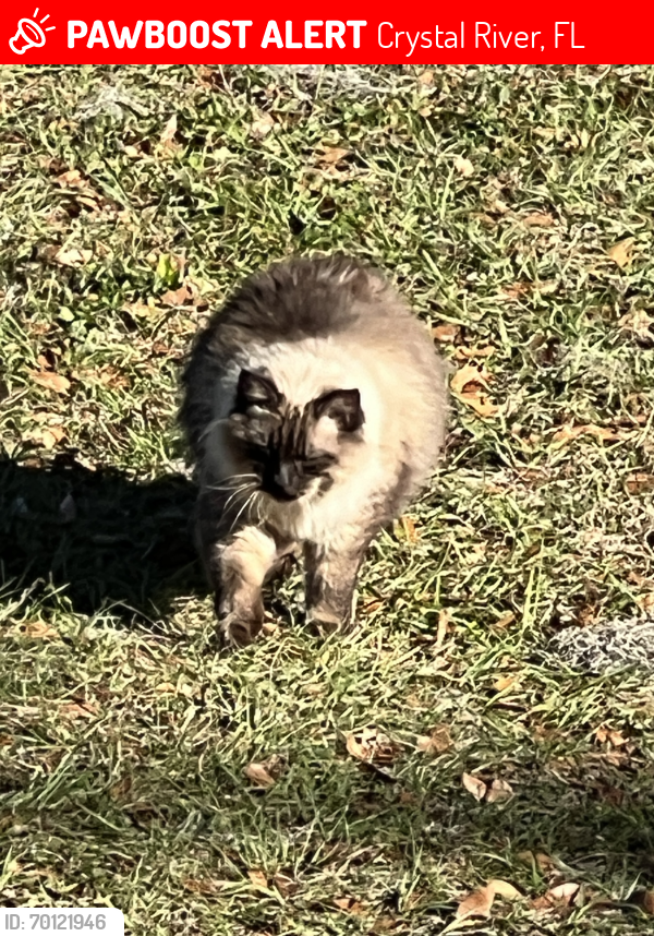 Lost Female Cat last seen Power lines off Turkey oak drive, Crystal River, FL 34428