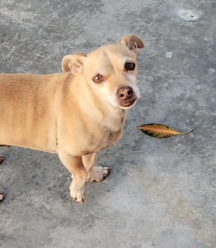 Lost Male Dog last seen Alameda, Huntington Park, CA 90255