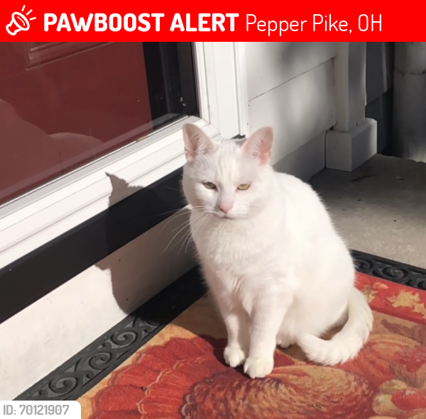Lost Female Cat last seen Lander and Shaker, Pepper Pike, OH 44124