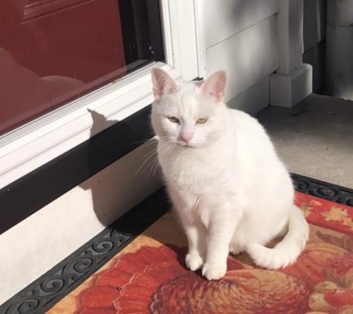 Lost Female Cat last seen Lander and Shaker, Pepper Pike, OH 44124