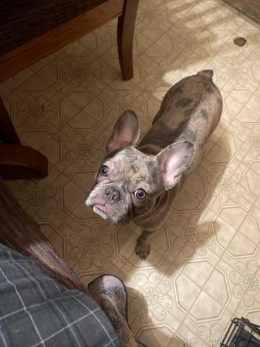 Lost Female Dog last seen Oliver’s market Windsor CA, Windsor, CA 95492