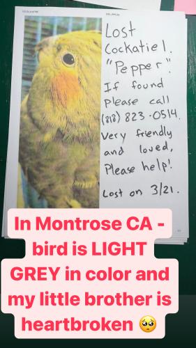 Lost Unknown Bird last seen Near orangedale ave montrose 91020, La Crescenta-Montrose, CA 91020