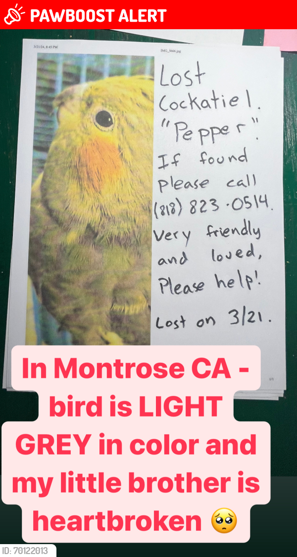 Lost Unknown Bird last seen Near orangedale ave montrose 91020, La Crescenta-Montrose, CA 91020