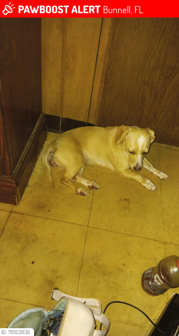 Lost Female Dog last seen Avocado, Bunnell, FL 32110