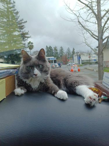 Lost Male Cat last seen FRANKLINPARK/SAFEWAY ON MENDO , Santa Rosa, CA 95404