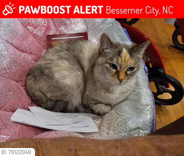 Lost Female Cat last seen Costner School Rd Bessemer City NC, Bessemer City, NC 28016