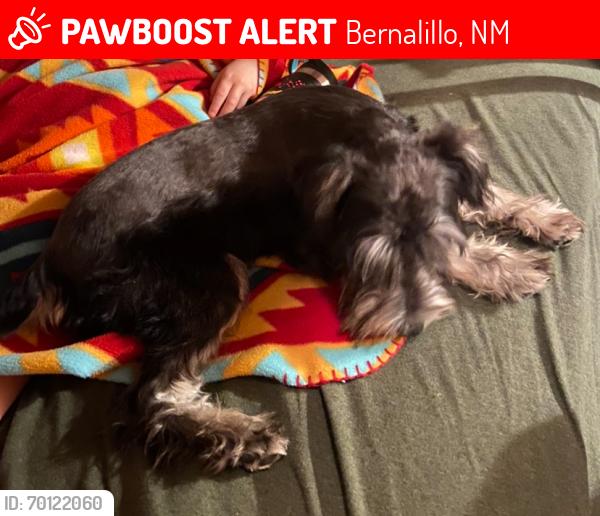Lost Male Dog last seen Near Echanted Hills, Bernalillo, NM 87004