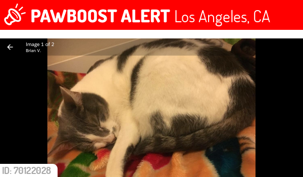 Lost Female Cat last seen Near w 23rd St apt202 Los Angeles 90007, Los Angeles, CA 90007
