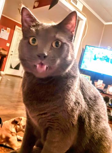 Lost Male Cat last seen Peters road/ tadpole road cabot ar, Cabot, AR 72023