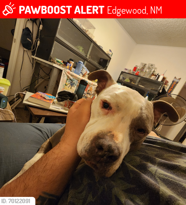 Lost Female Dog last seen Rt 66 & Edgewood 7, Edgewood, NM 87015