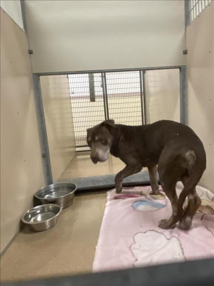Shelter Stray Male Dog last seen , Hayward, CA 94544